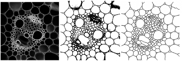 Segmentation d'une image de maïs par seuillage et par ligne de partage des eaux