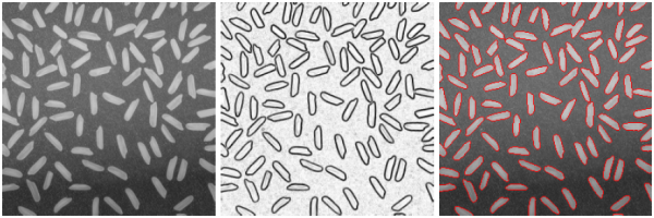 Segmentation d'une image de grains de riz par ligne de partage des eaux sur la norme du gradient.
